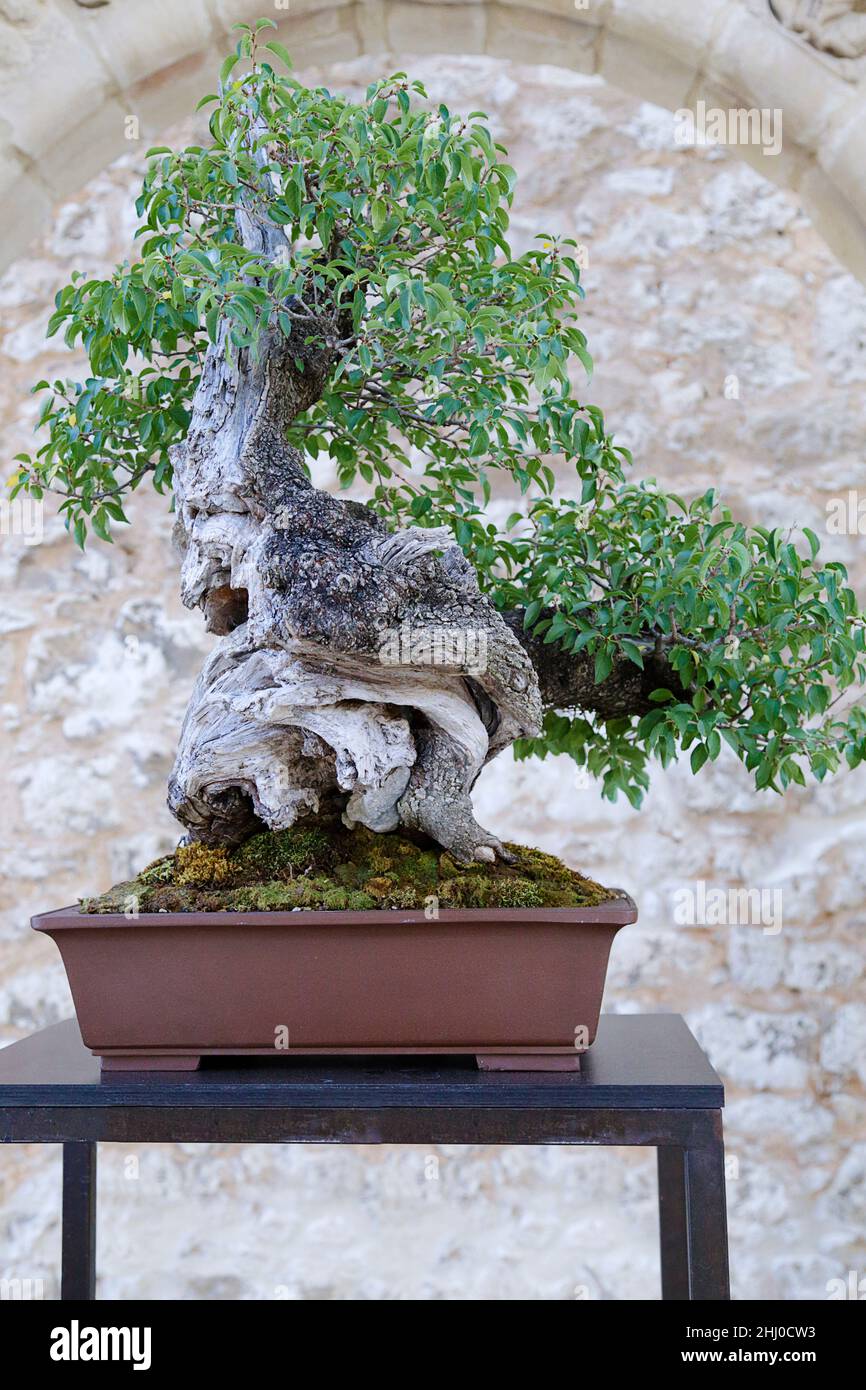 Prunus mahaleb bonsai tree against a stone wall Stock Photo
