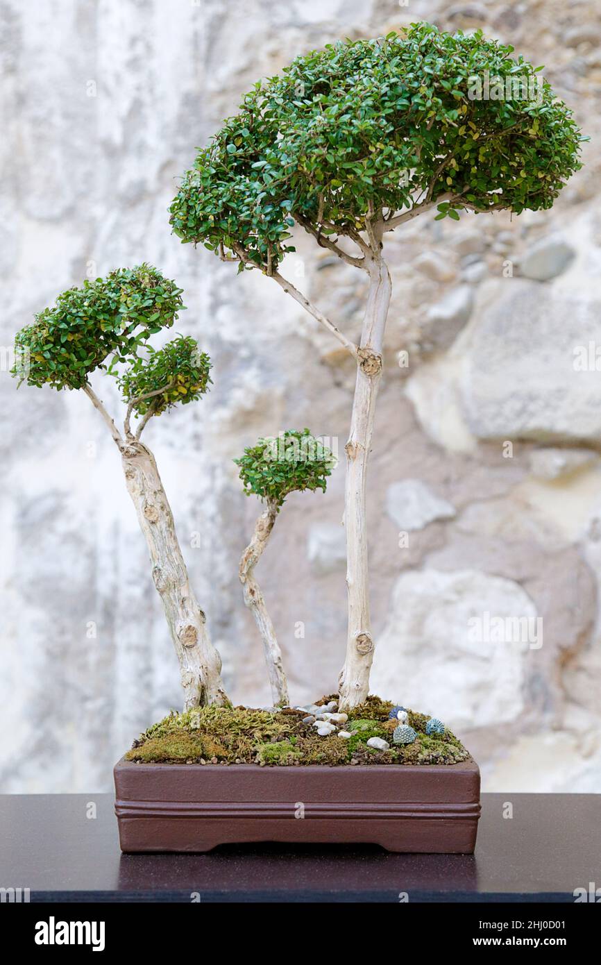 bonsai buch empfehlung The Complete Book of Bonsai by Harry Tomlinson – Lucky Bonsai