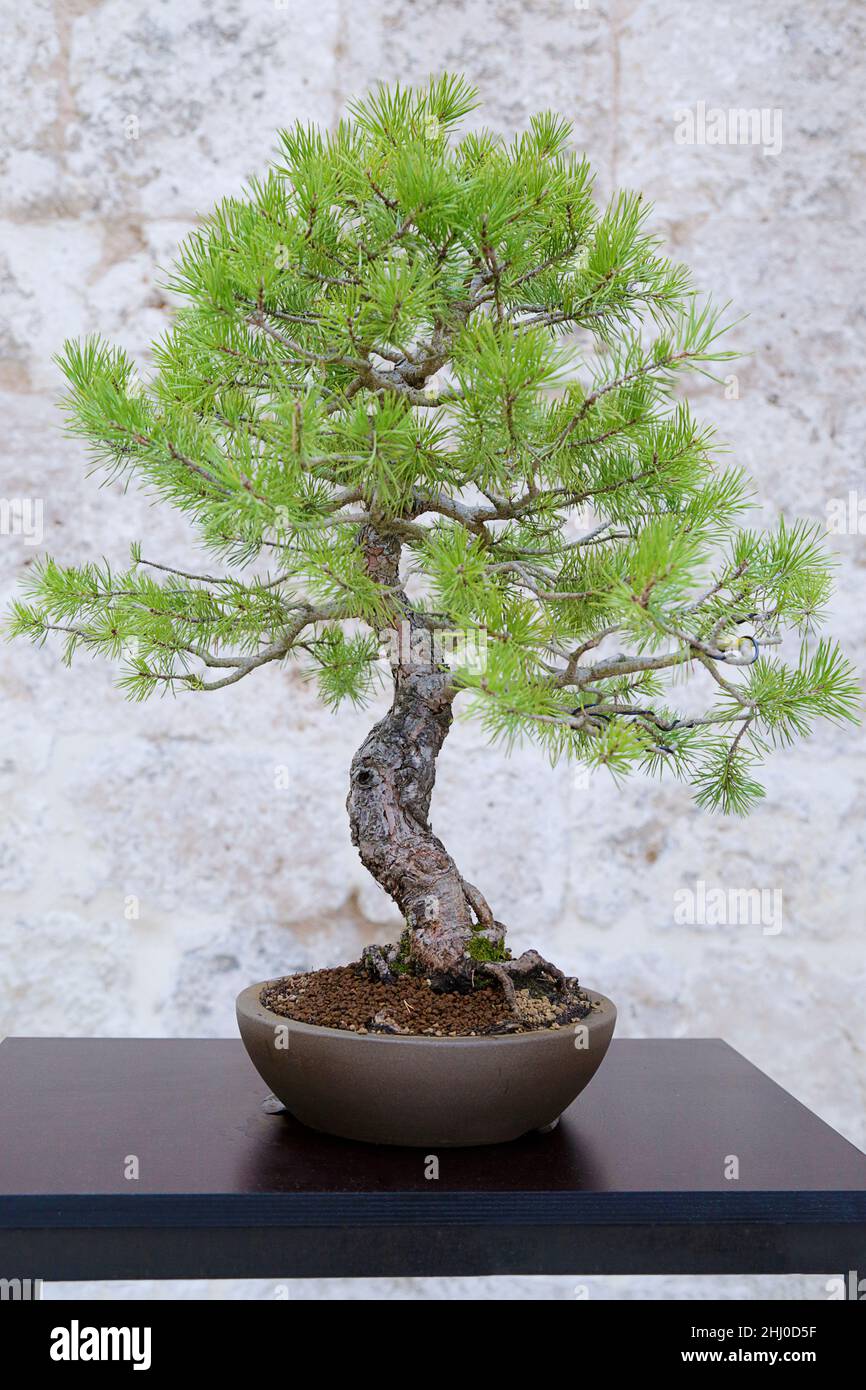 grow it bonsai Bonsai Variety Grow Kit main image 0