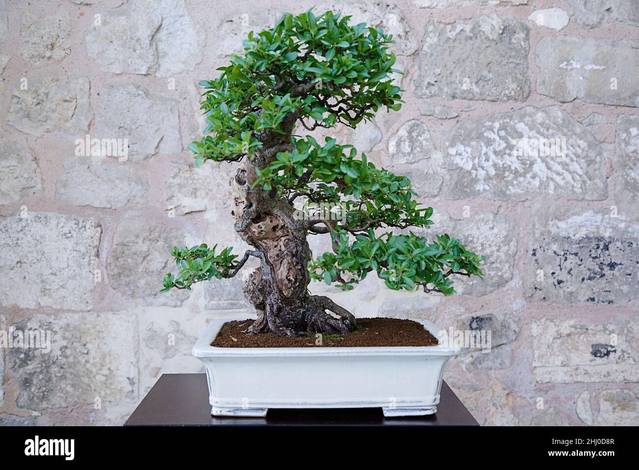 Scarlet firethorn (Pyracantha coccinea) bonsai tree against a stone wall Stock Photo