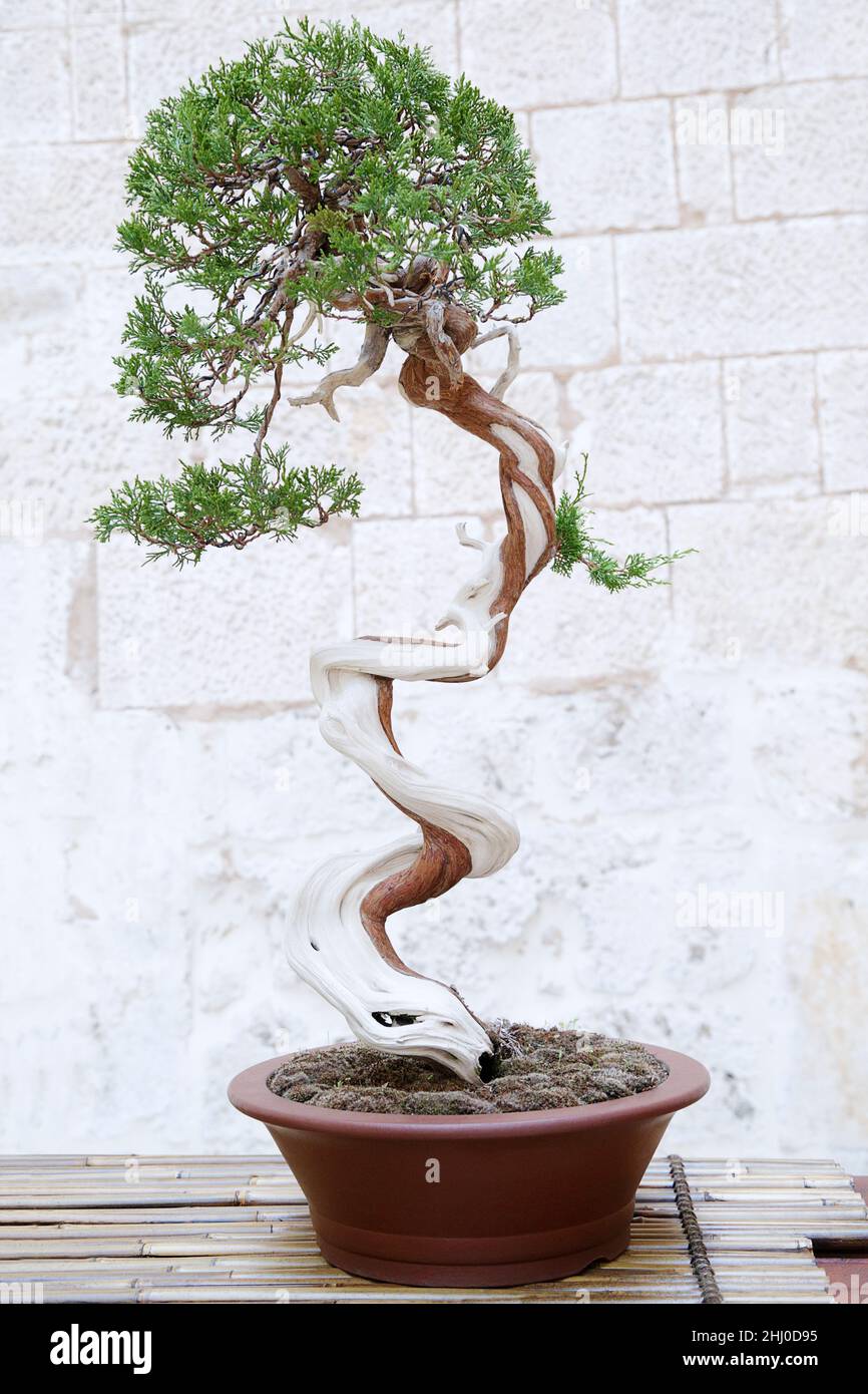 Juniperus sabina bonsai tree against a stone wall Stock Photo