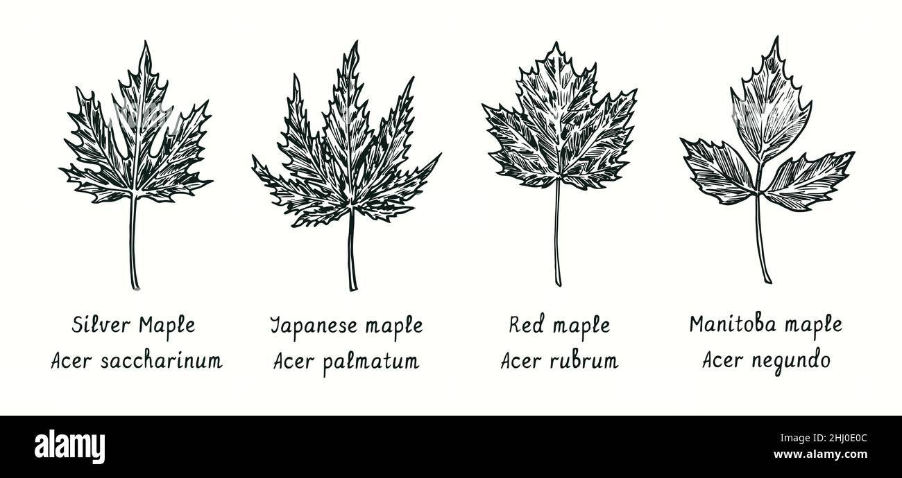Leaves collection.Silver Maple (Acer saccharinum), Japanese maple (Acer palmatum), Red maple (Acer rubrum), Manitoba maple (Acer negundo) leaf.Drawing Stock Photo