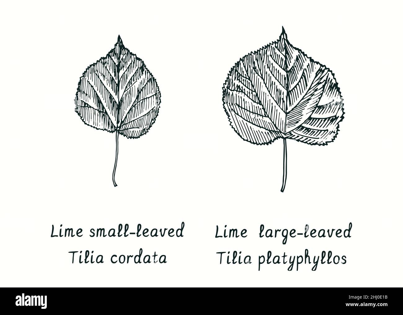 Lime small-leaved (Tilia cordata) leaf and Large-leaved Lime (Tilia platyphyllos) leaf. Ink black and white doodle drawing in woodcut style. Drawing Stock Photo