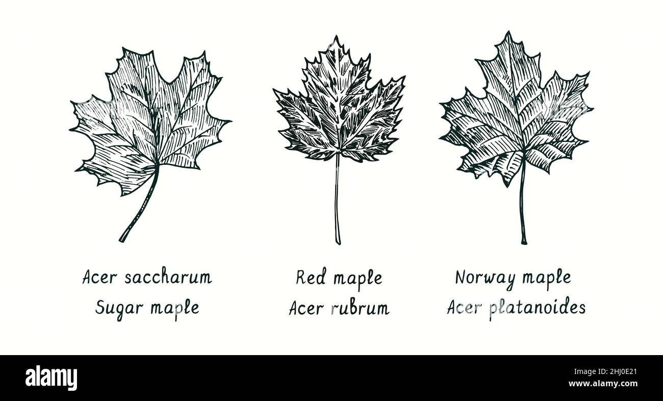 Sugar maple (Acer saccharum), Red maple (Acer rubrum) and Norway maple (Acer platanoides) leaf. Ink black and white doodle drawing in woodcut style. Stock Photo