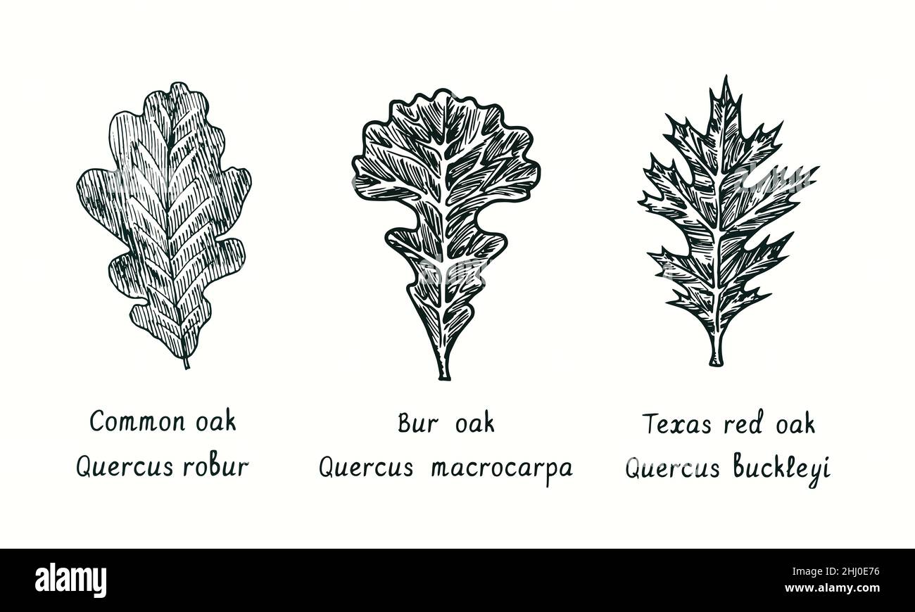 Common oak, Bur oak (Quercus macrocarpa) and Texas Red Oak  (Quercus buckleyi) leaf. Ink black and white doodle drawing in woodcut style. Stock Photo