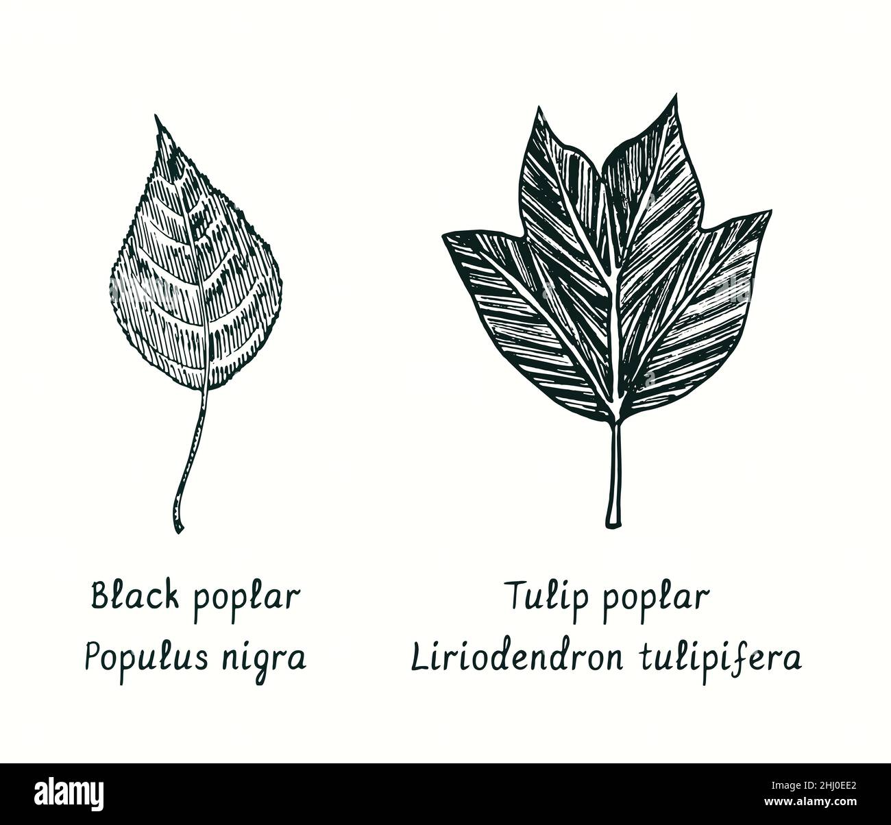 Black poplar (Populus nigra) and Tulip poplar (Liriodendron tulipifera) leaves. Ink black and white doodle drawing in woodcut style. Stock Photo