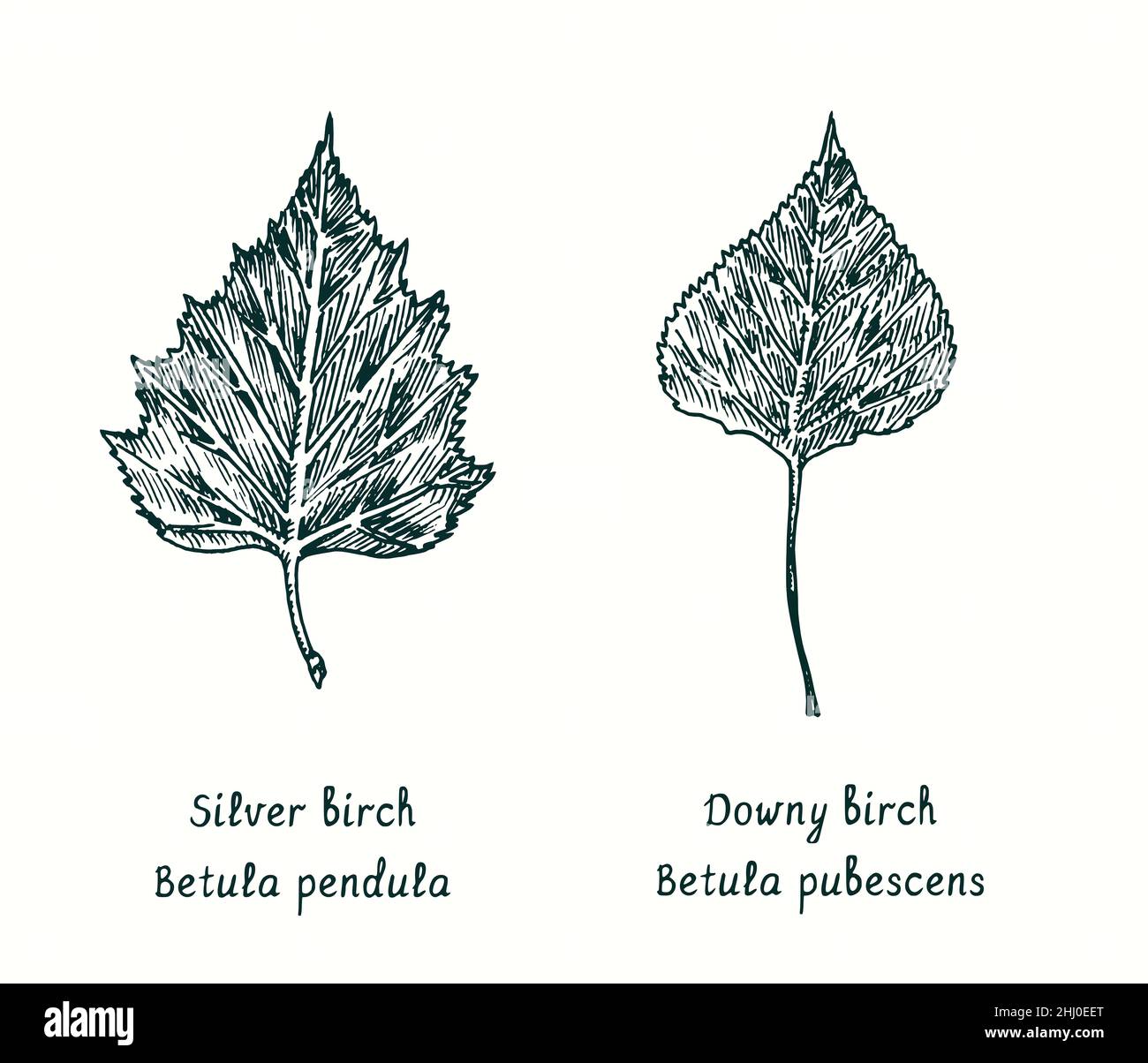 Silver birch (Betula pendula) and Downy Birch (Betula pubescens) leaves. Ink black and white doodle drawing in woodcut style. Stock Photo