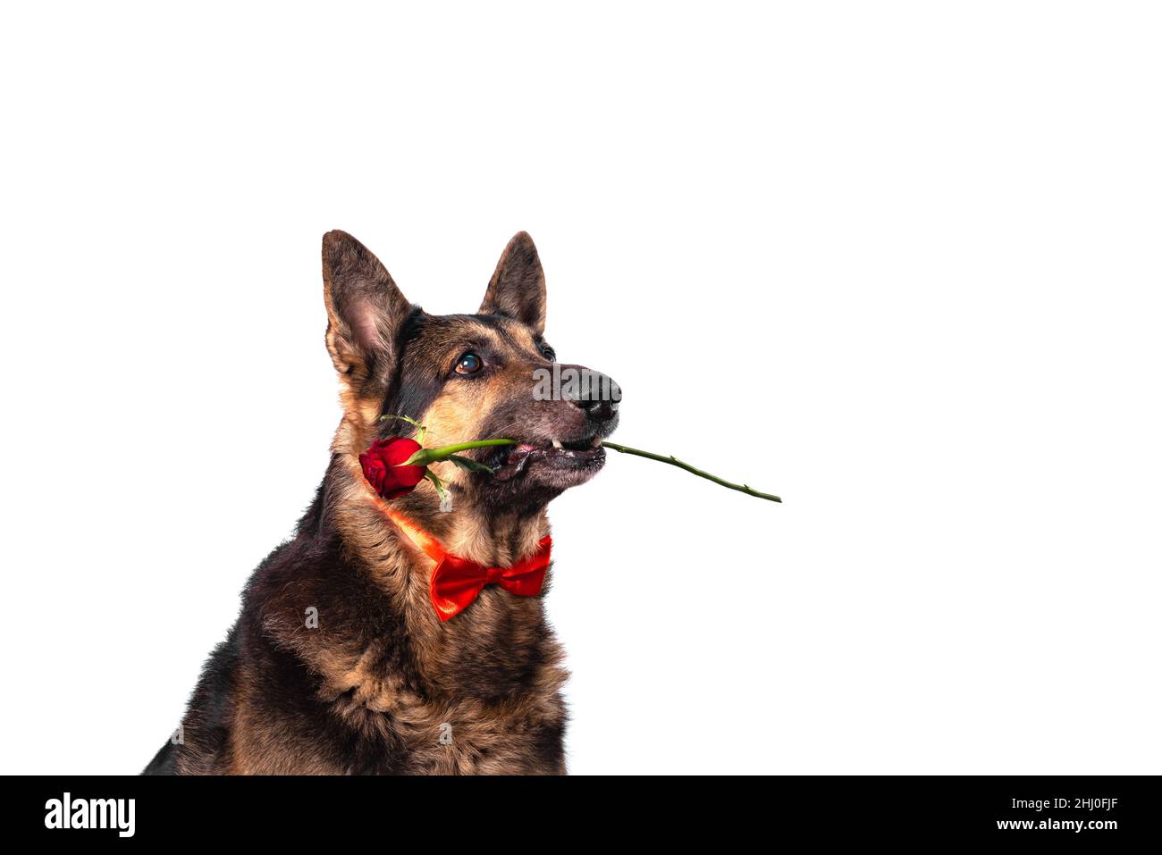 Sheepdog breed dog is dressed in a red bow tie holding a rose in his teeth isolated on white background. Stock Photo