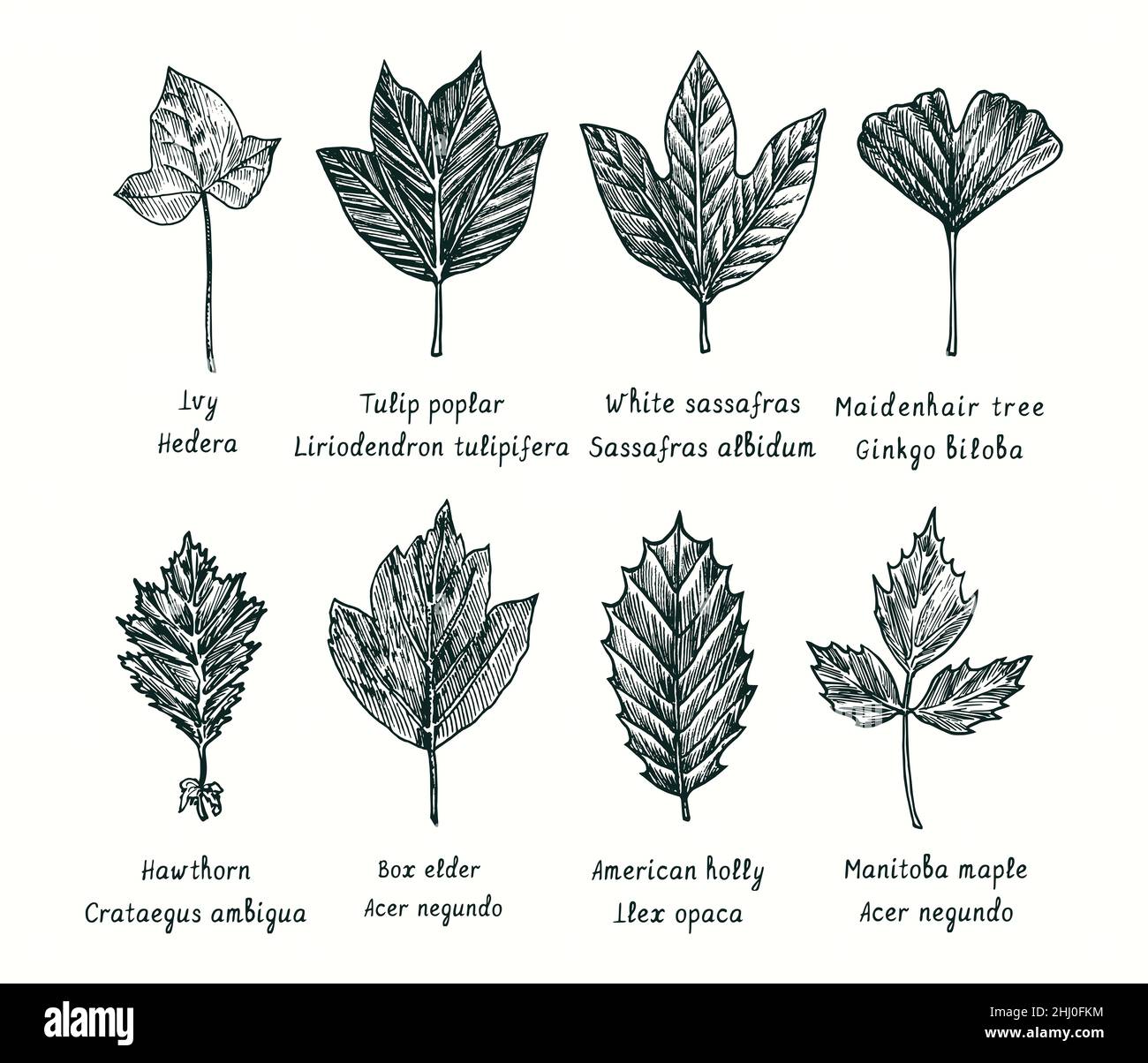 Ivy, Tulip poplar, White sassafras, Ginkgo biloba, Hawthorn, Box elder