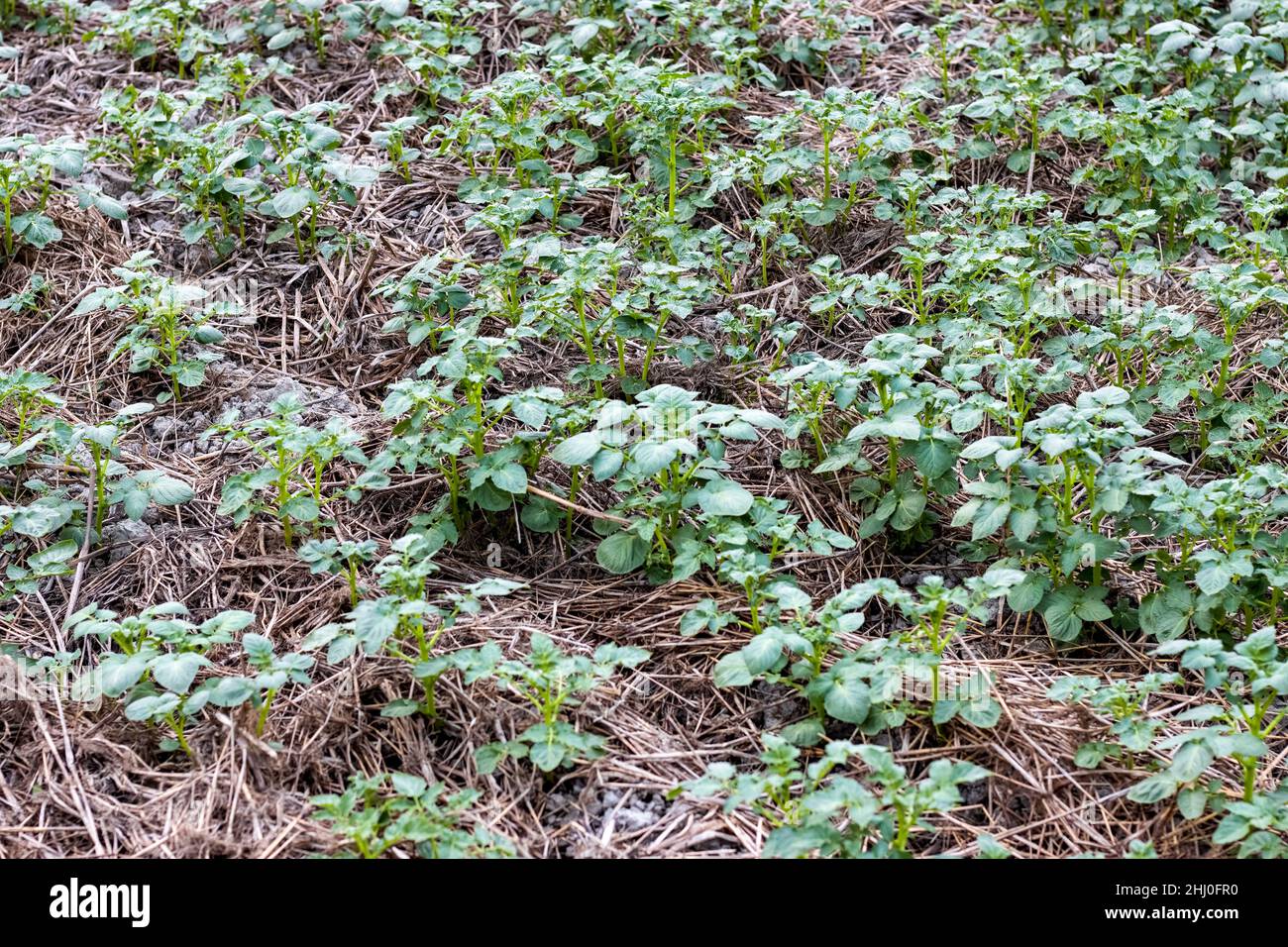 Newly planted young potato trees growing on agricultural field Stock ...