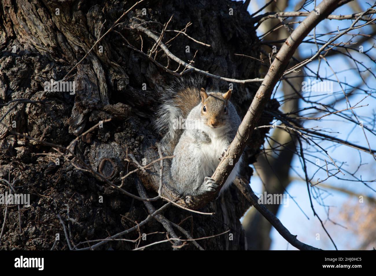 Eichhörnchen auf einem Baumast im Central Park Stock Photo