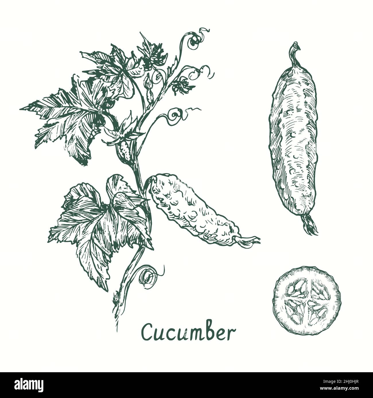 Botanical illustration of cucumber hires stock photography and images