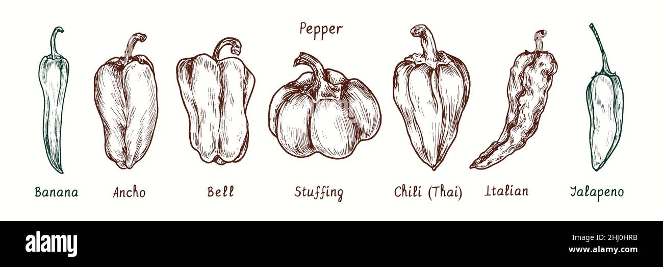Pepper variety collection. Banana, Ancho, Bell, Stuffing, Chili (Thai), Italian, Jalapeno pepper. Ink black and white doodle drawing in woodcut style. Stock Photo