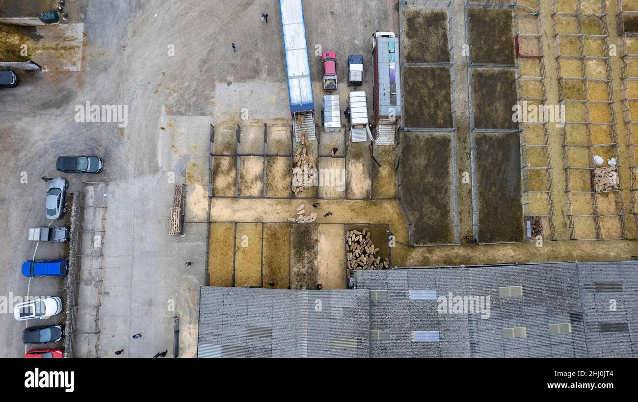 Aerial view of the Mule Gimmer lamb sale at Hawes Auction mart in the ...