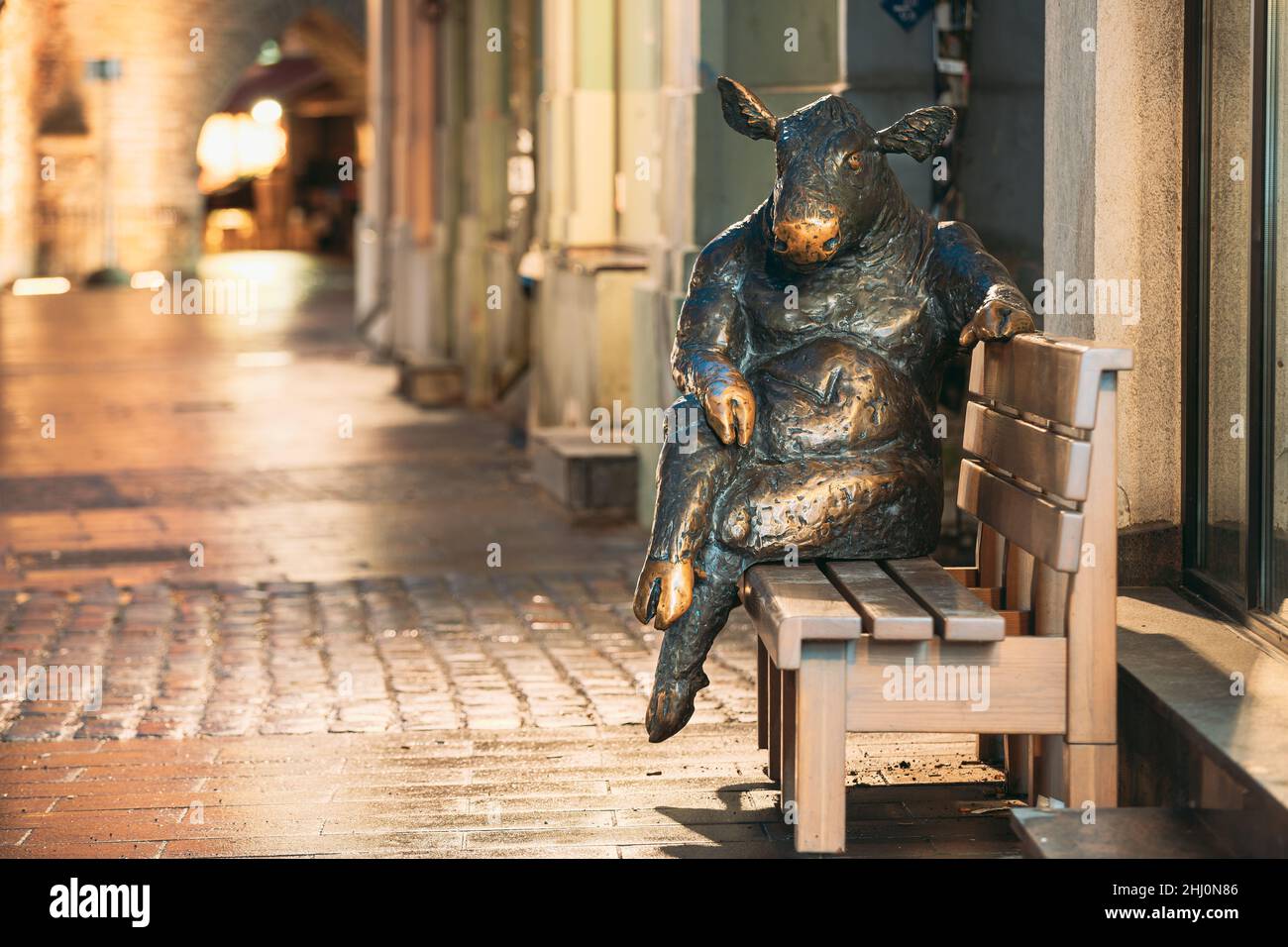 Tallinn, Estonia. Black Angus Sculpture - Bronze Bull Cow Statue That Sitting On Bench Near Cafe. Night View. Stock Photo