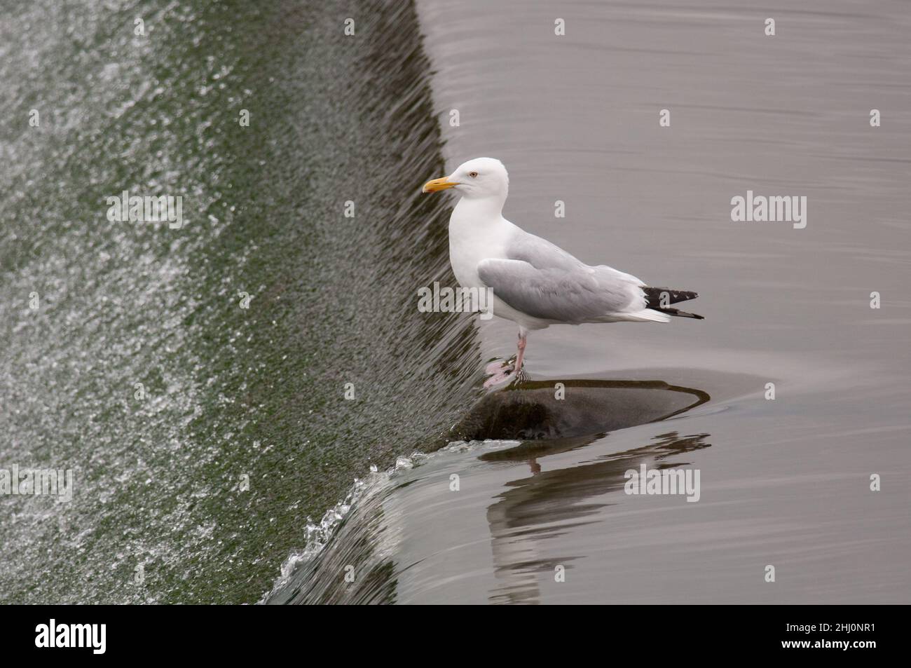 Herring Gull perched at the top of a dam along the Chemung River in New York Stock Photo