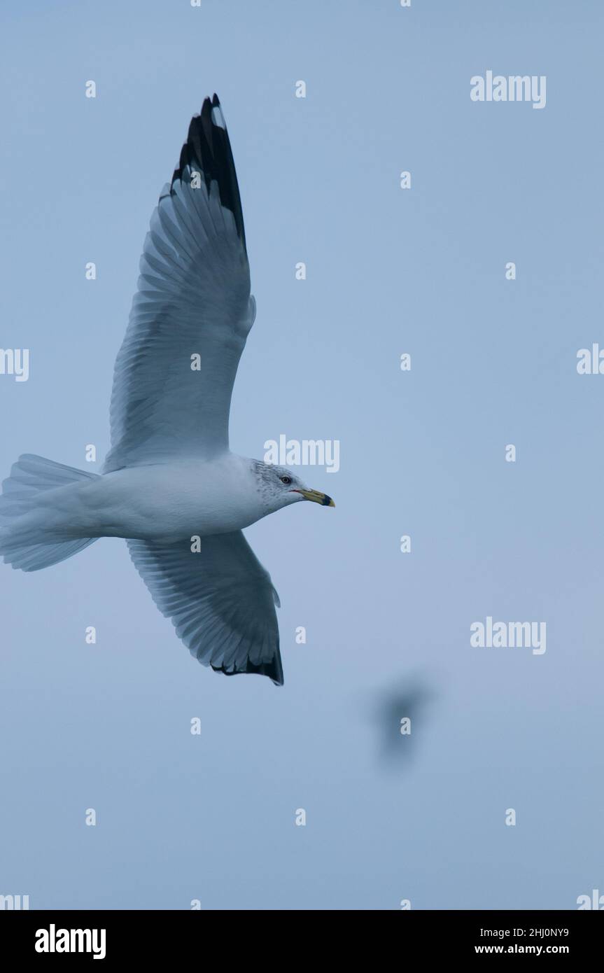 Gull flying high in the skies over Ne wYork Stock Photo