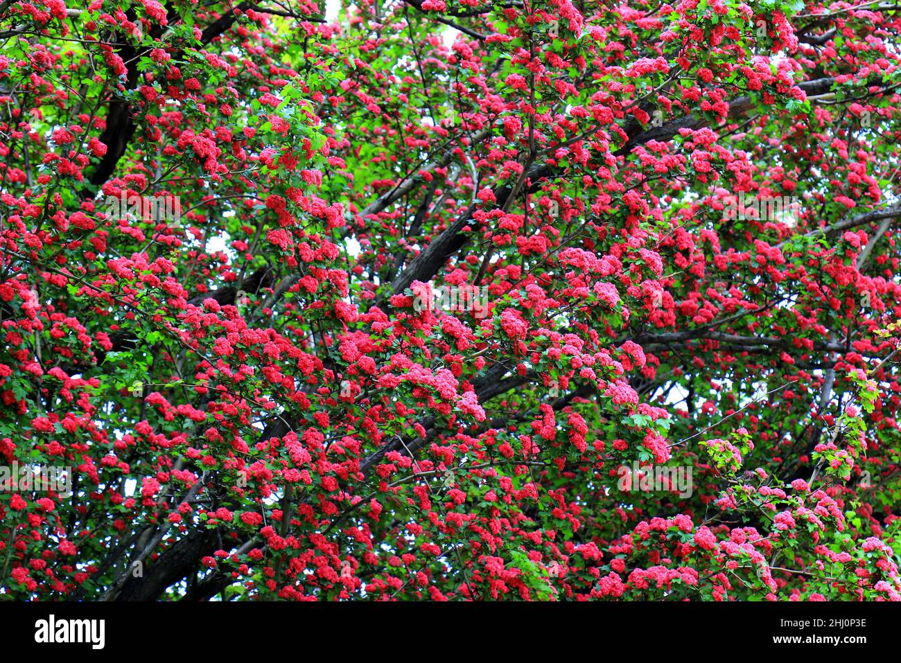 Common hawthorn, prickly, flattened swaying in wind. Tree, bushes of hawthorn Crataegus laevigata with small pink, red flowers. Plant for medicine, ph Stock Photo