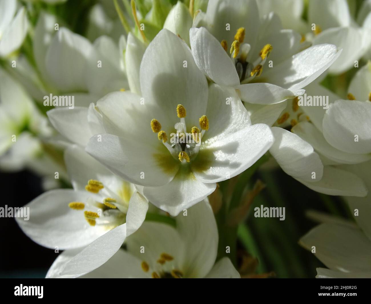 close up of the white flowers of the Ornithogalum thyrsoides, with sunlight on the petals Stock Photo