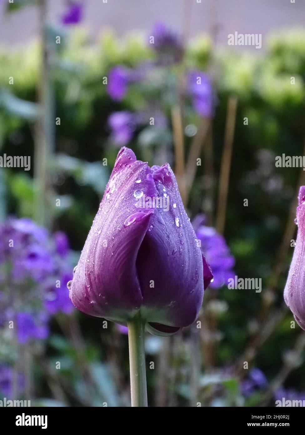 close up of a purple tulip with raindrops on the petals, blurred green and purple background, colors brown, purple and green Stock Photo