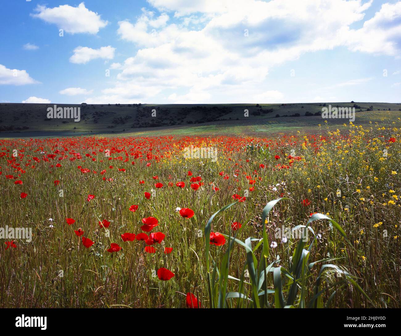 Field of red poppies in bloom blue sky white clouds copy space landscape & yellow flowers Stock Photo