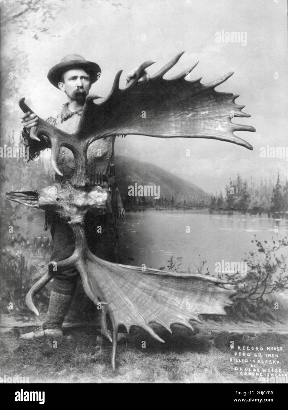A record moose head 69 inches killed in Alaska by Dall De Weese?, Stock Photo