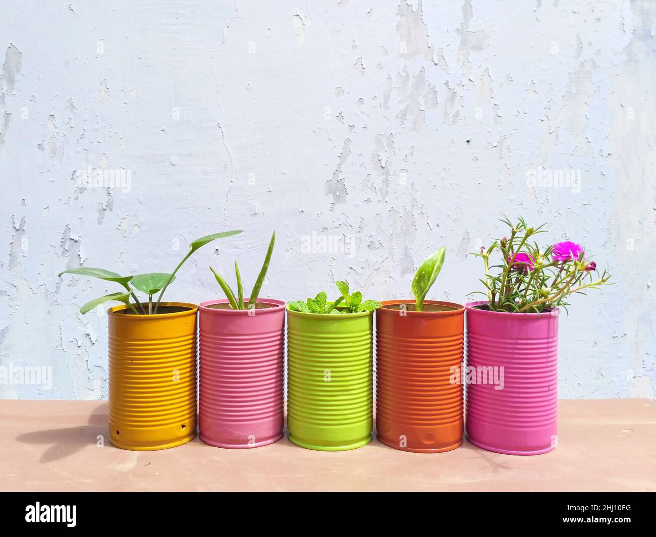 DIY: Flower planter from tin can Stock Photo