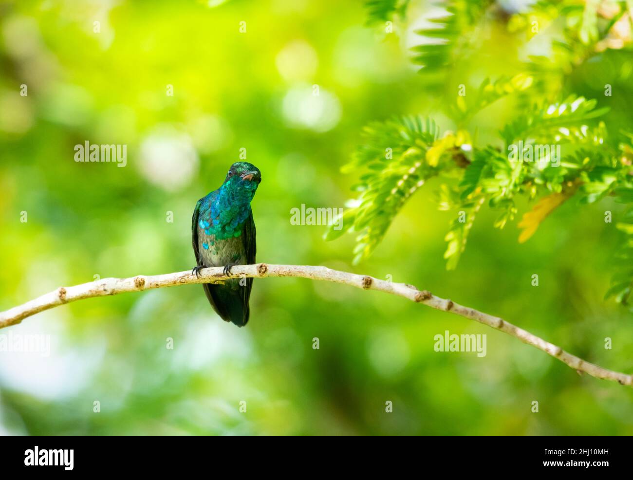 A young Blue-chinned Sapphire hummingbird, Chlorestes notata, curiously looking at the camera with warm bokeh in the background. Stock Photo