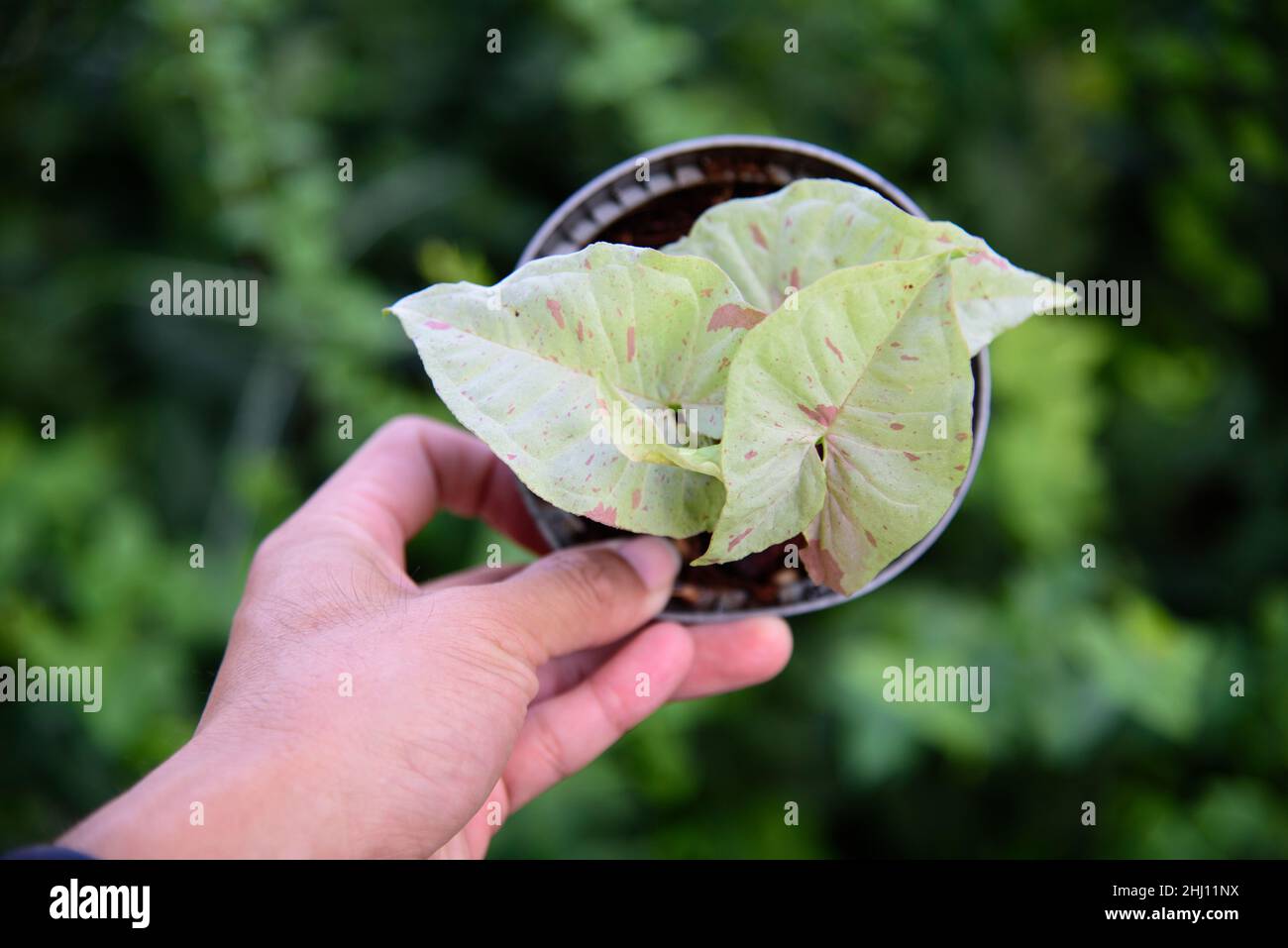 Fresh Leaf of epipremnum pinnatum marble plant in a pot Stock Photo Alamy