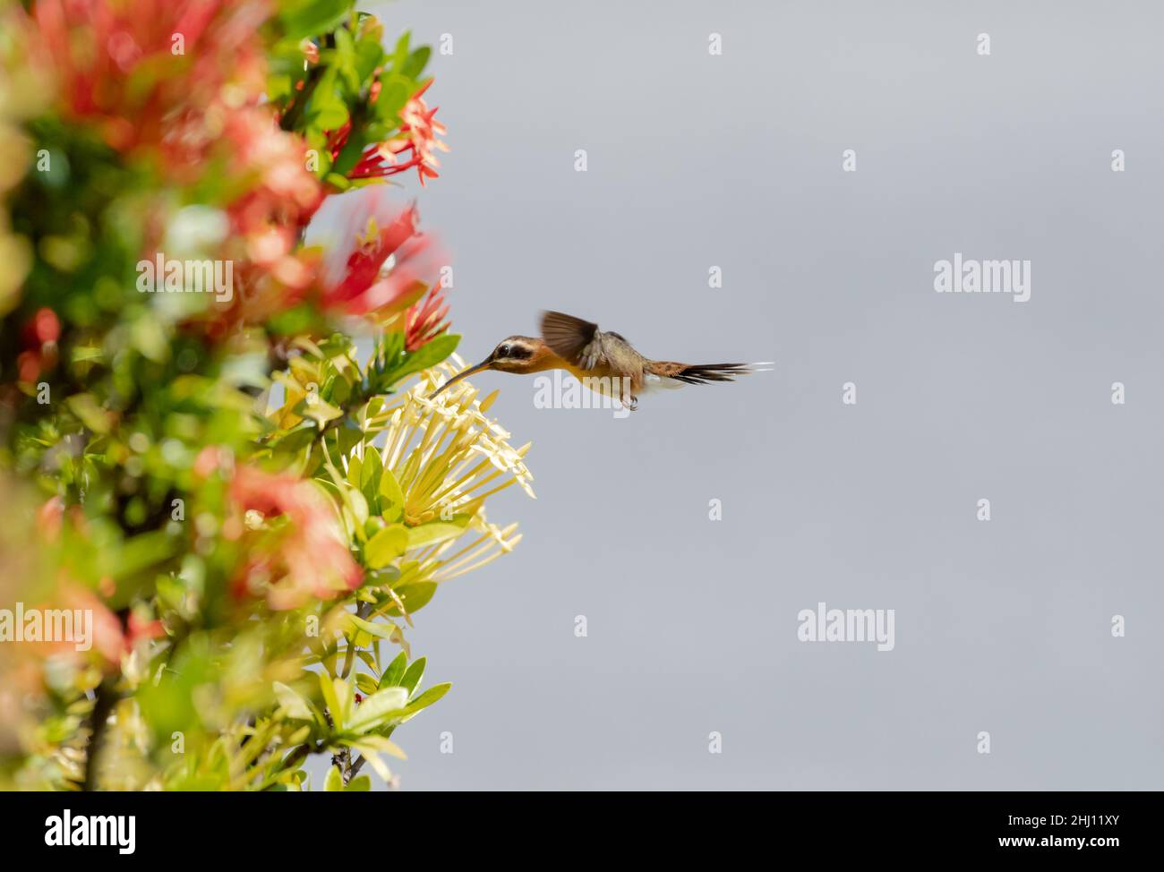 Little Hermit hummingbird, Phaethornis longuemareus, feeding on an orange and yellow Ixora hedge isolated on a gray background. Stock Photo