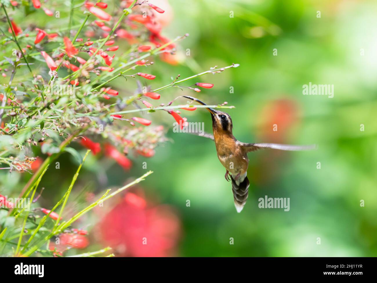 Little Hermit hummingbird feeding on red flowers in a tropical garden with green foliage blurred in the background. Stock Photo