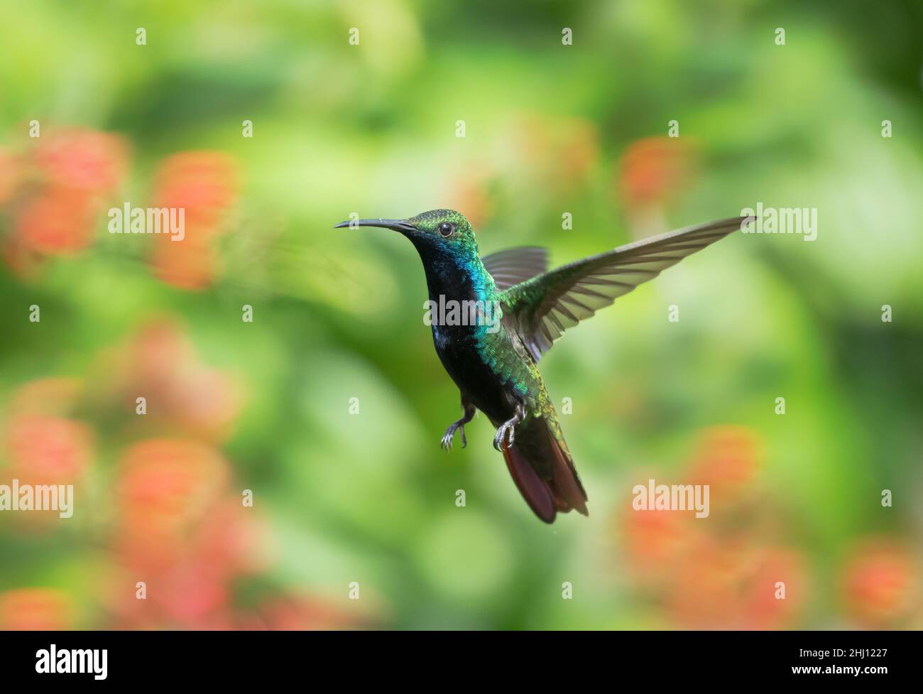 Beautiful male Black-throated Mango hummingbird, Anthracothorax nigricollis, hovering in the air with a blurred green and orange background. Stock Photo