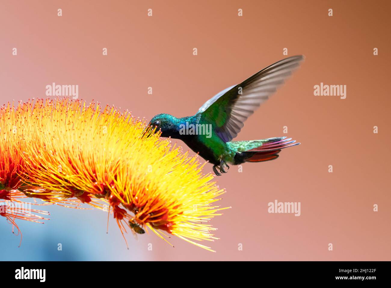 Glittering Black-throated Mango hummingbird, Anthracothorax nigricollis, feeding on a tropical Combretum flower, isolated on an orange background. Stock Photo