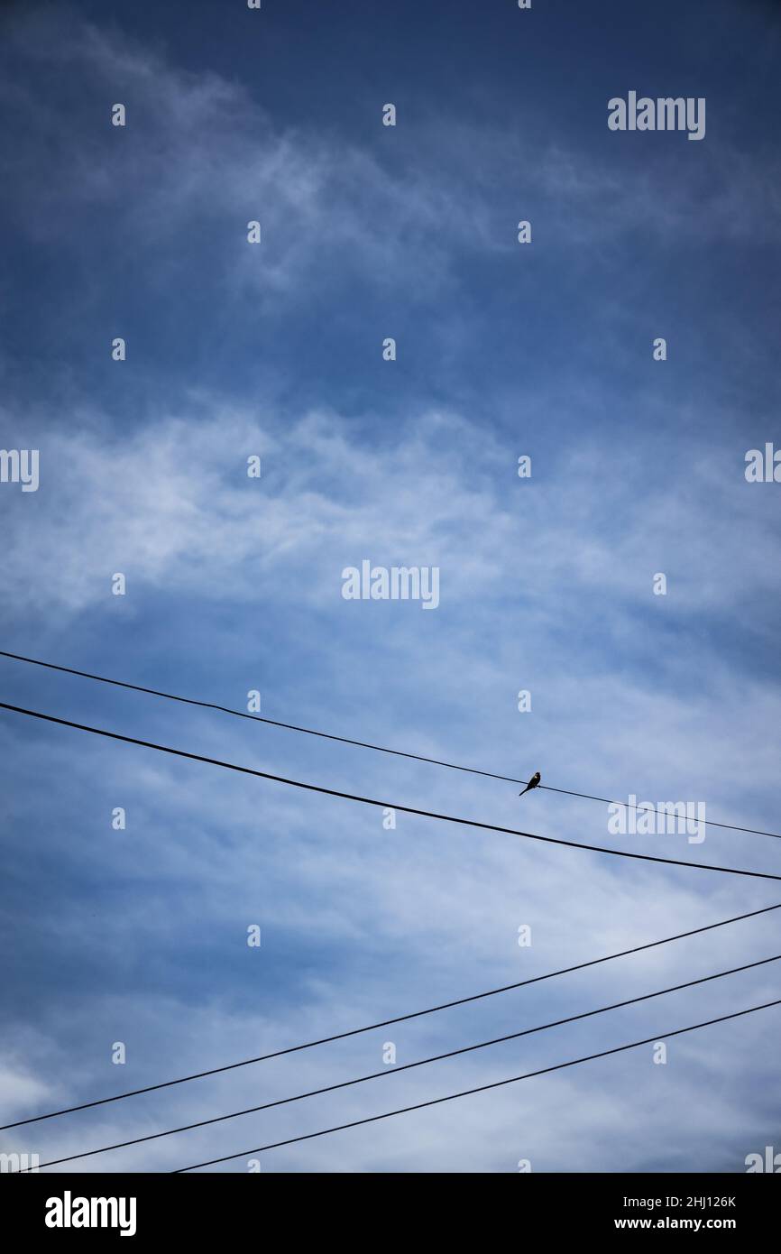 Small silhouette of a bird perched on some electric power cables. Free space to write. Stock Photo