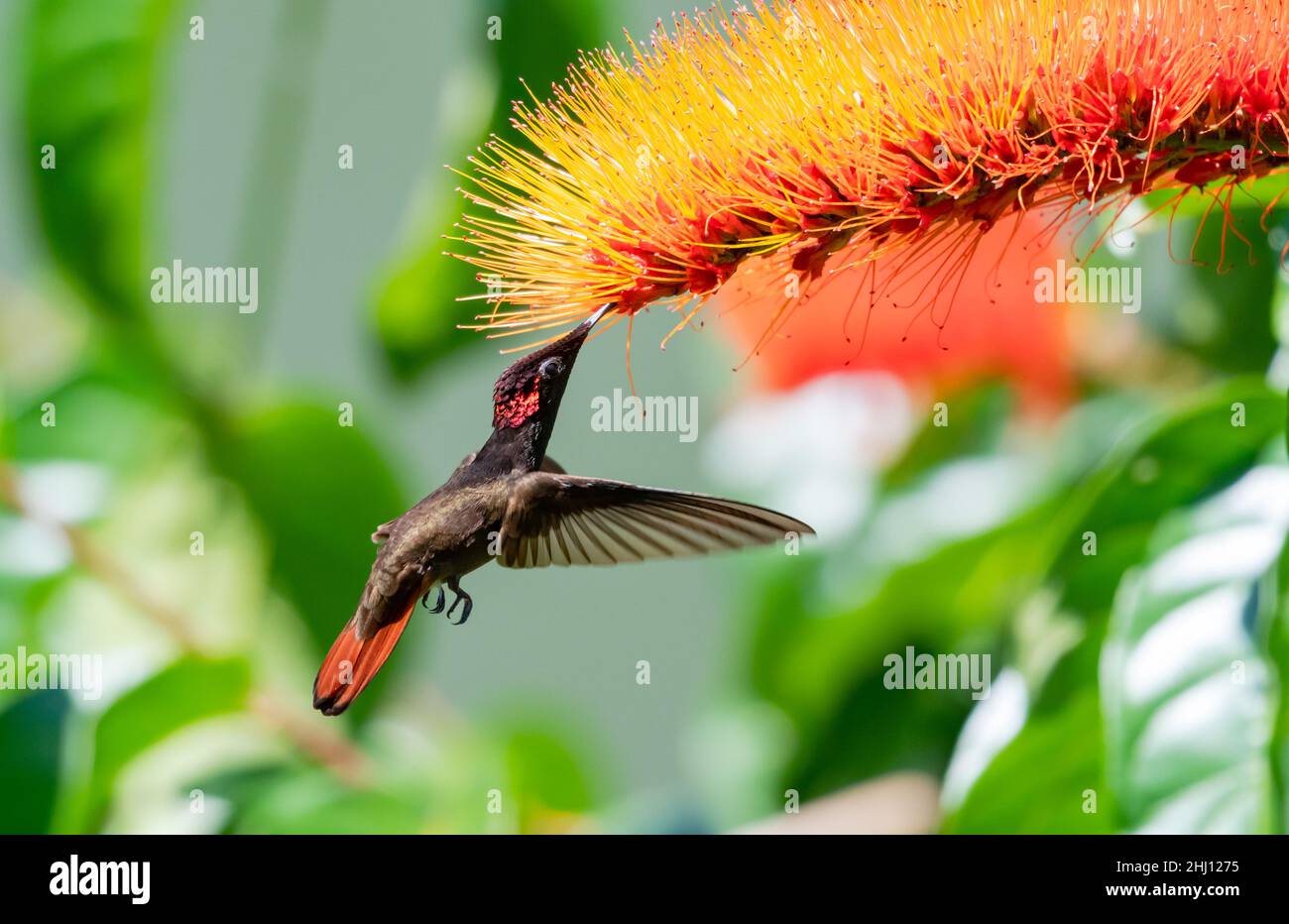 Brilliant red and gold Ruby Topaz hummingbird, Chrysolampis mosquitus, feeding on a tropical Combretum flower (Monkey brush) in a garden. Stock Photo