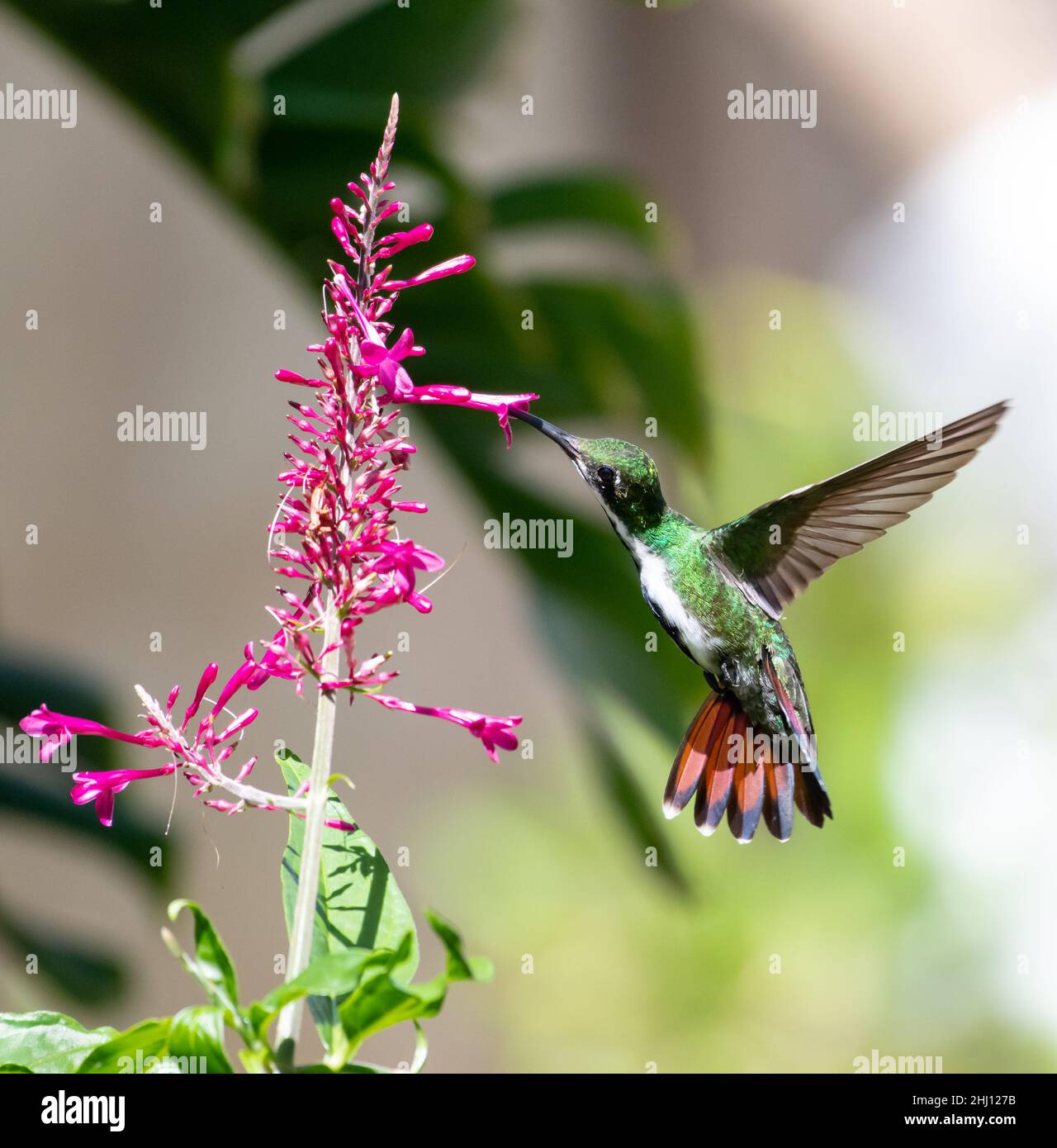An agile female Black-throated Mango hummingbird, Anthracothorax nigricollis, feeding on a tropical purple flower in a garden. Stock Photo