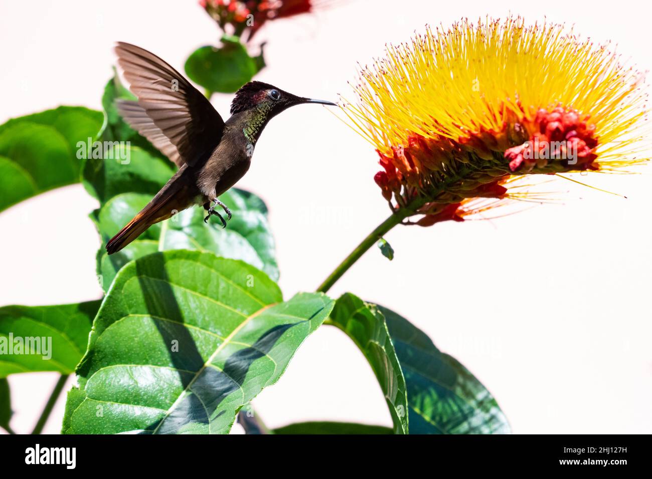 Brilliant  red and gold Ruby Topaz hummingbird, Chrysolampis mosquitus, feeding on a tropical Combretum flower isolated on a white background. Stock Photo