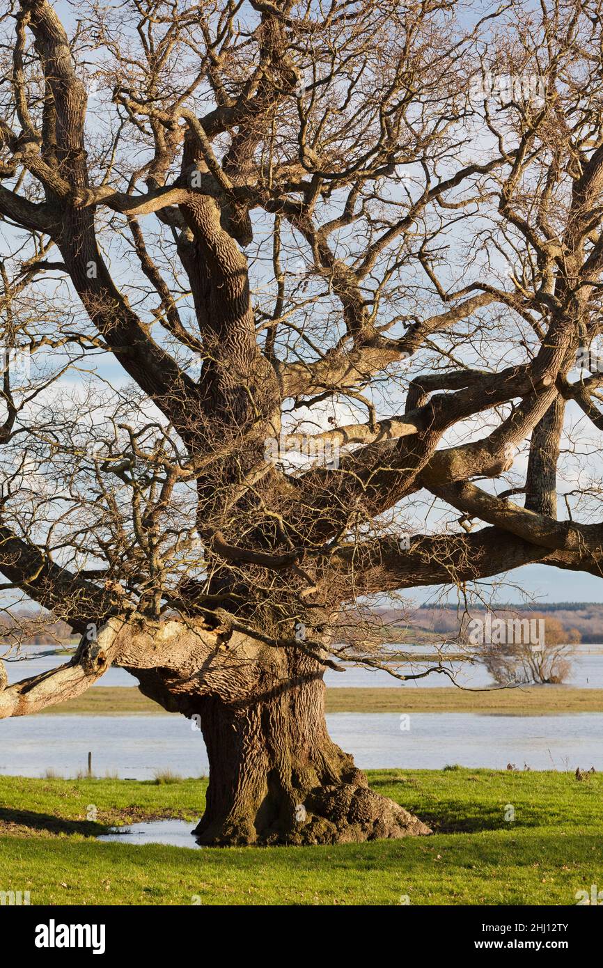 Old oak in the Marshland Marais du Cotentin et du Bessin Stock Photo