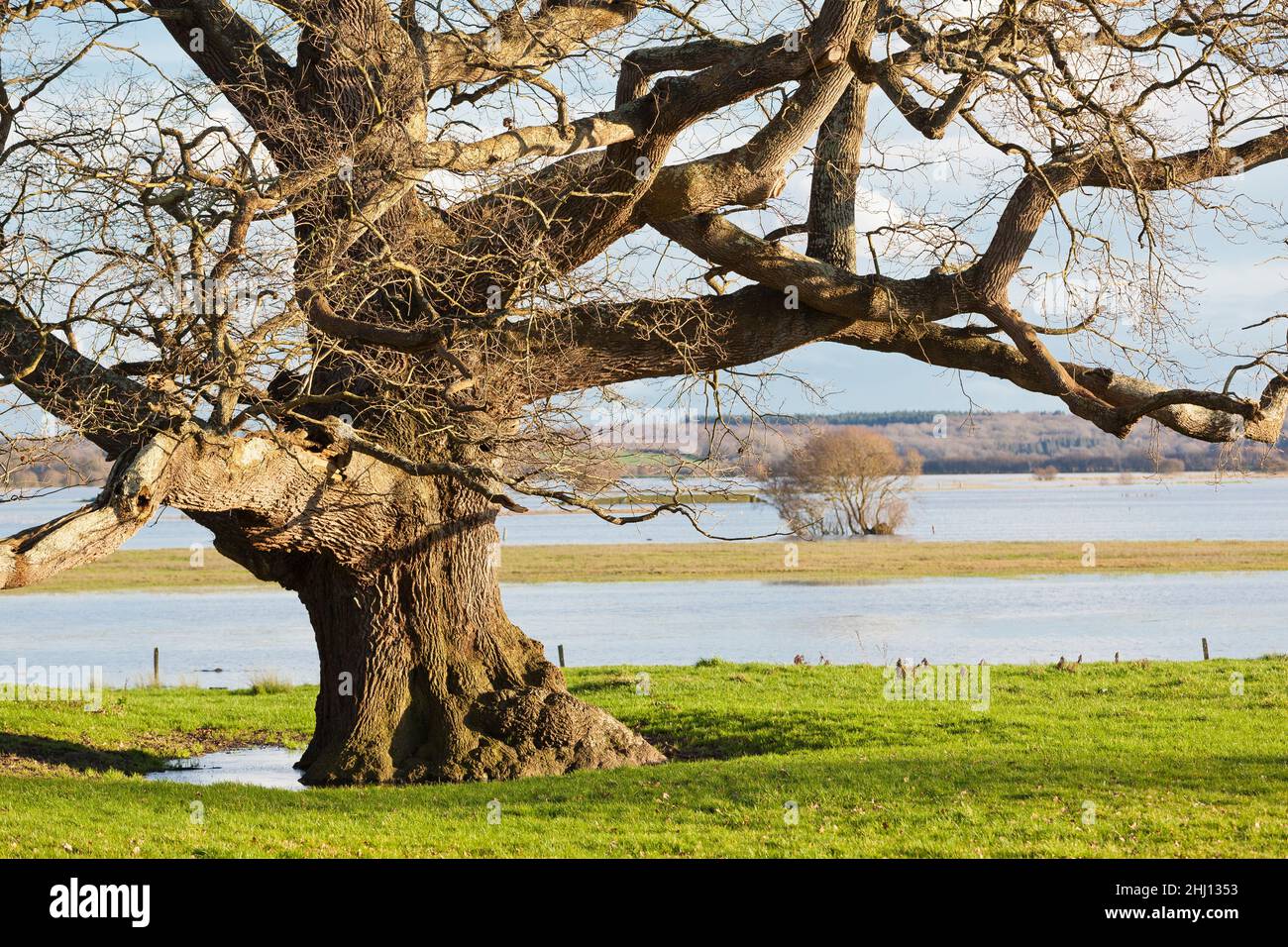 Old oak in the Marshland Marais du Cotentin et du Bessin Stock Photo