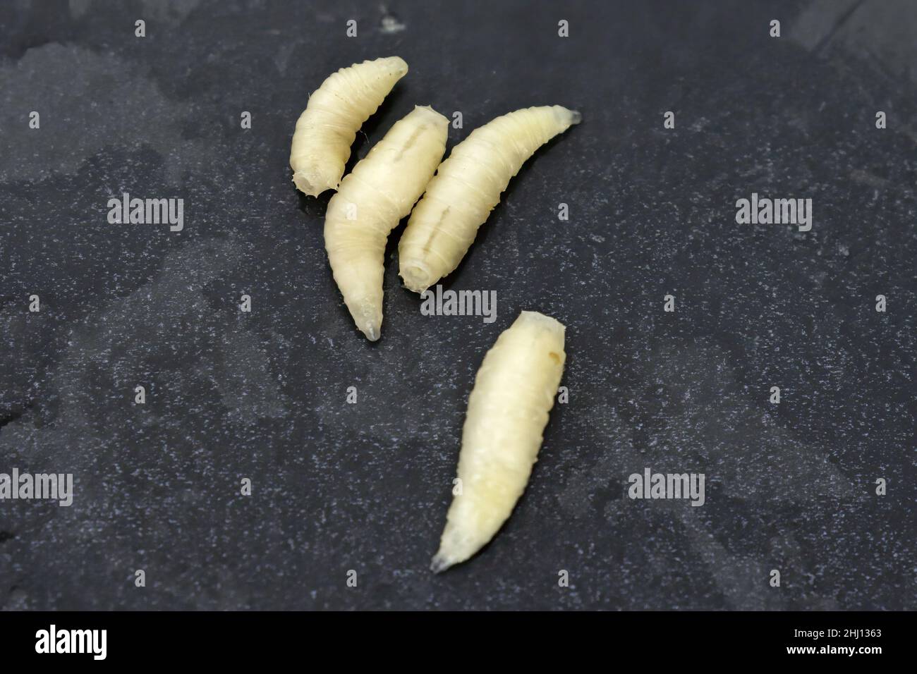 Live fly larvae, musca domestica, on gray background Stock Photo