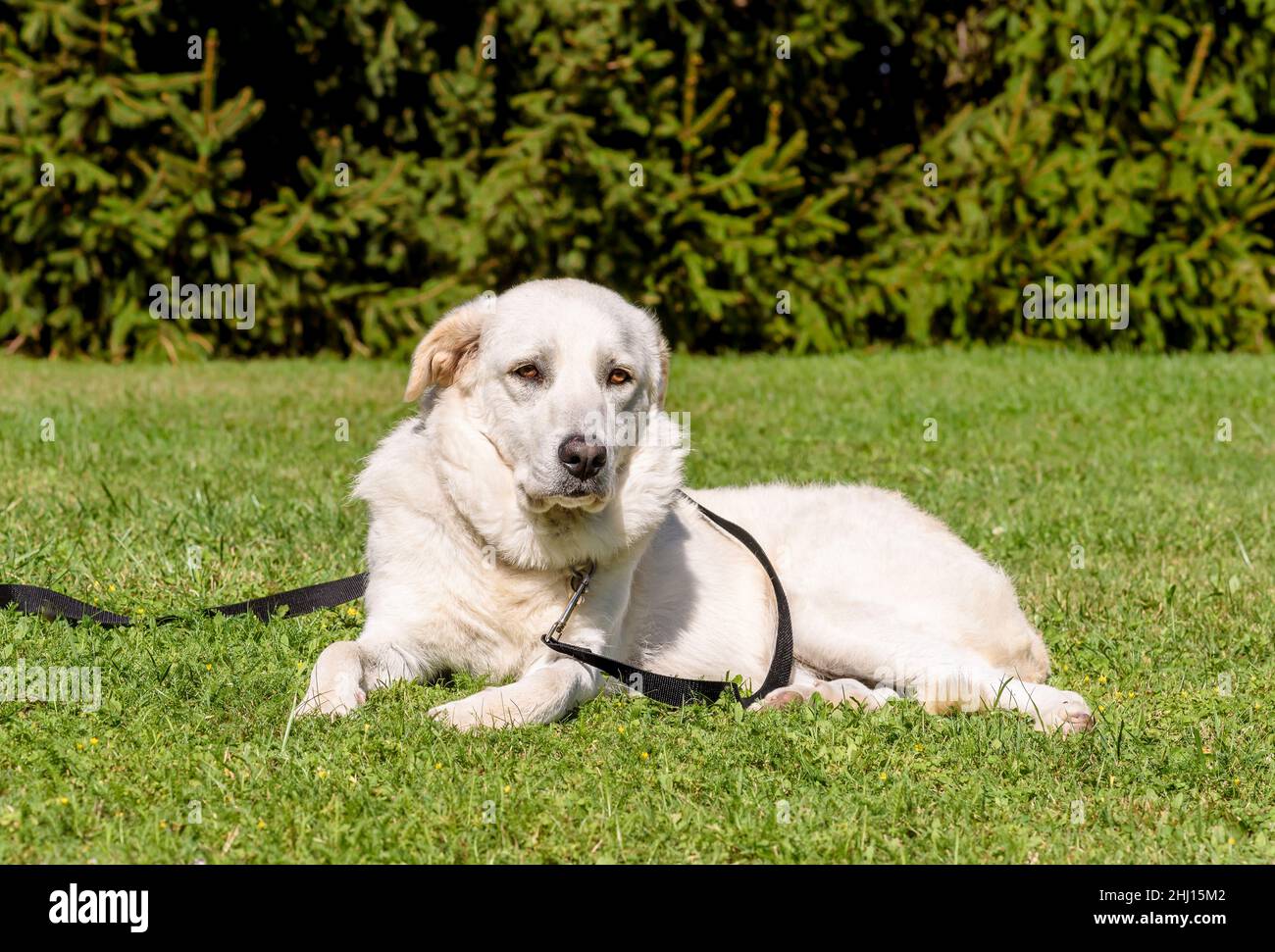 White dog lying down on the grass in the garden. Stock Photo