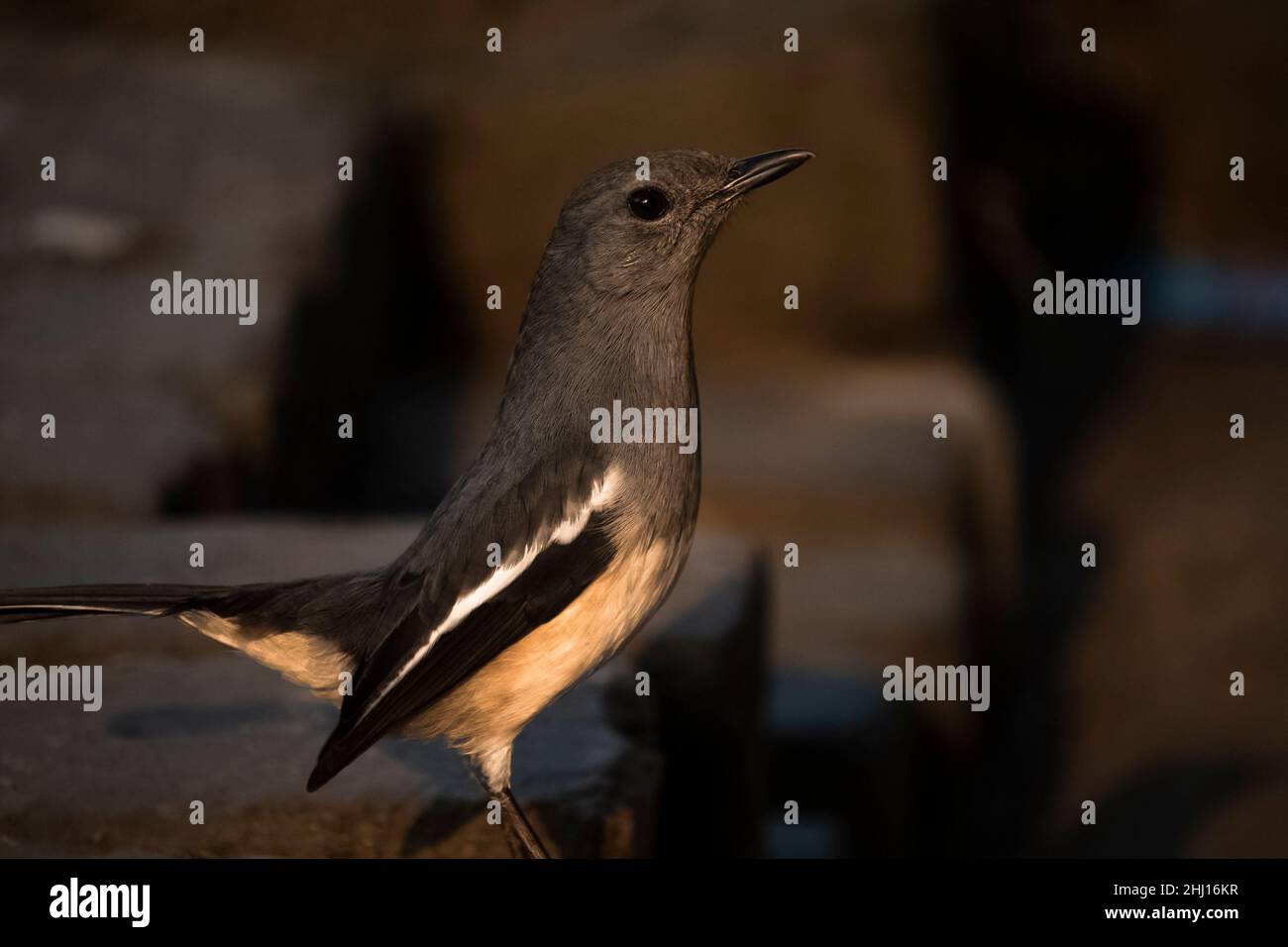 A oriental magpie robin female bird photo with beautiful blurred background Stock Photo