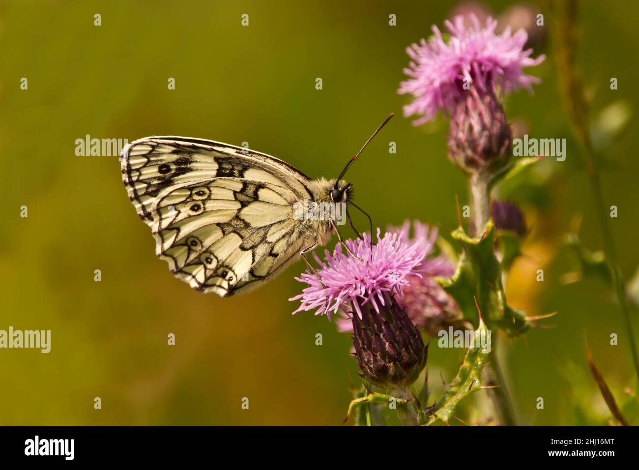 Marbled white butterfly (Melanargia galathea) nectaring on a spear thistle Stock Photo