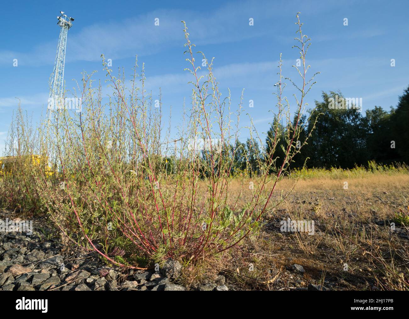 Northern field wormwood (Artemisia campestris) growing near a railroad Stock Photo