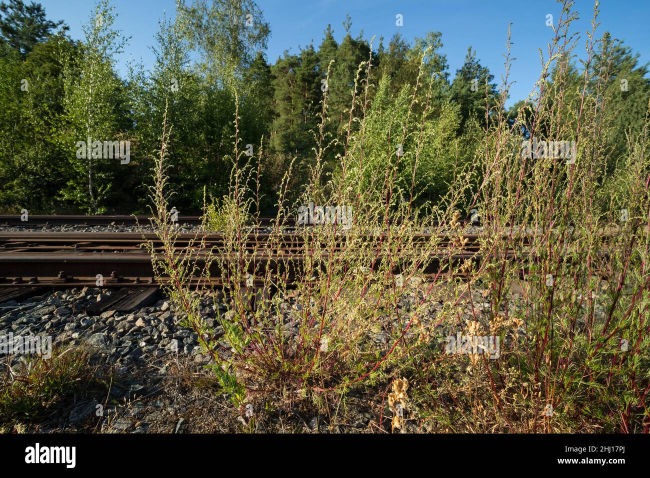 Northern field wormwood (Artemisia campestris) growing near a railroad Stock Photo
