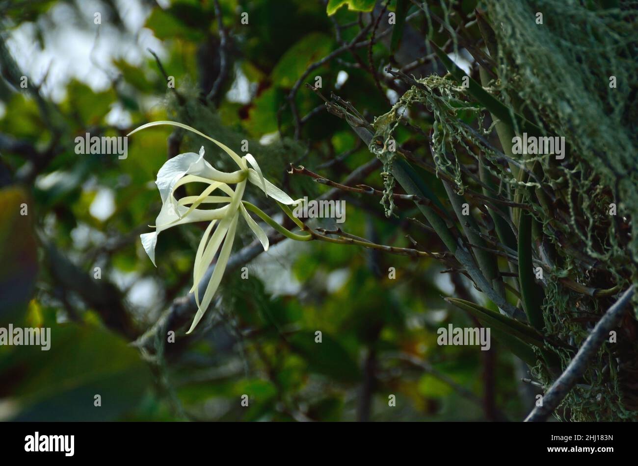 Brassavola nodosa, Lady-of-the-Night-Orchidee, lady-of-the-night, Curacao Stock Photo