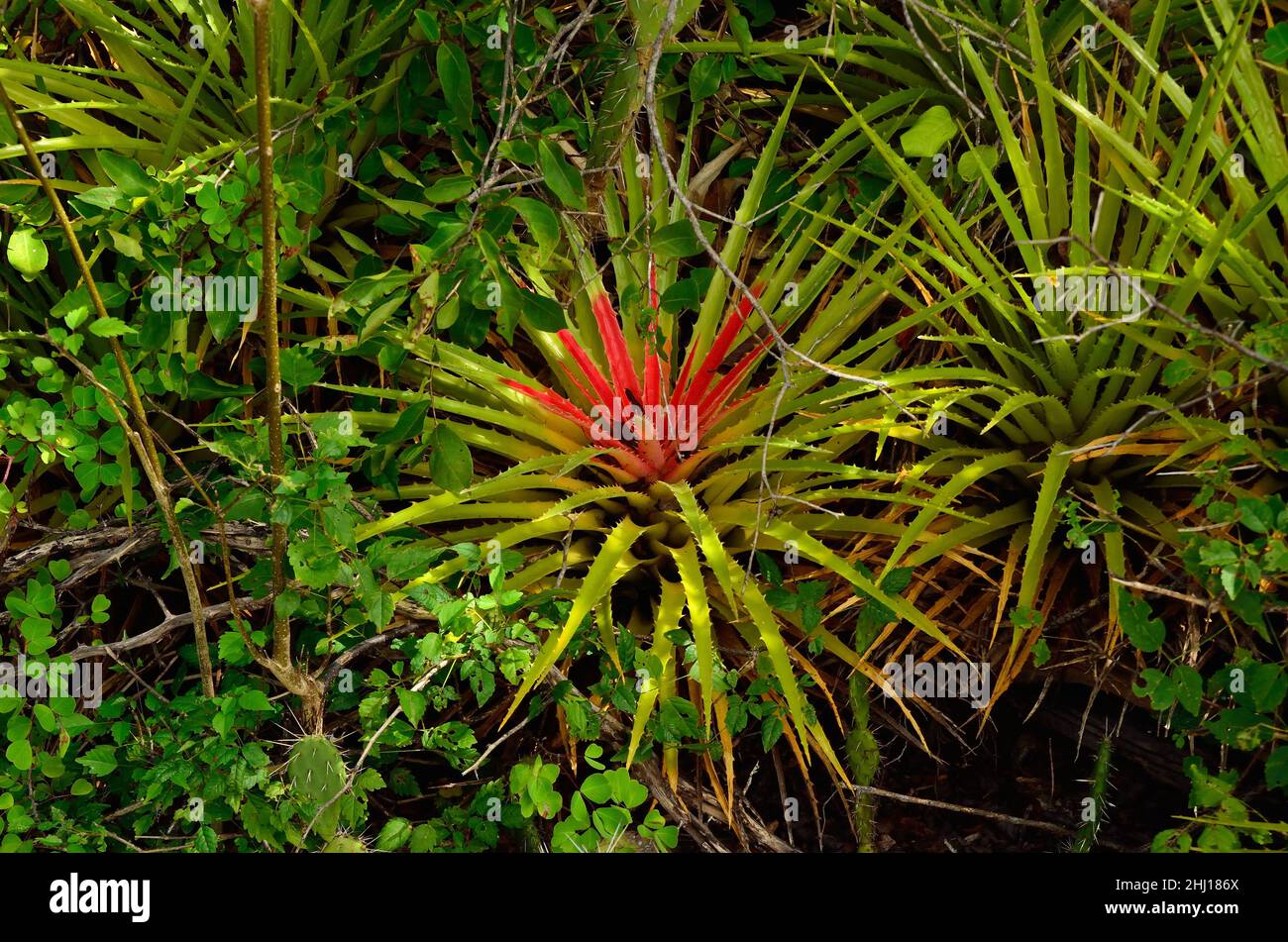 Antillen-Bodenbromelie, terrestrial bromeliad, Bromelia humilis, Curacao Stock Photo