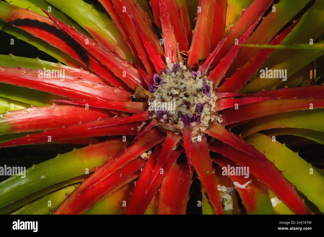 Antillen-Bodenbromelie, terrestrial bromeliad, Bromelia humilis, Curacao Stock Photo