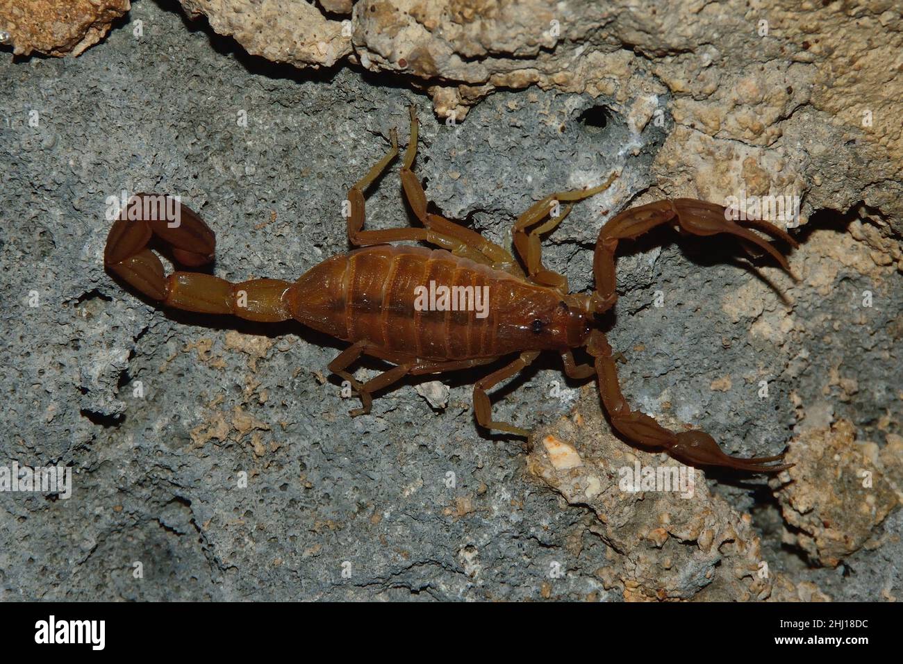 Antillen-Rindenskorpion, antillan bark scorpion, Centruroides testaceus, Curacao Stock Photo