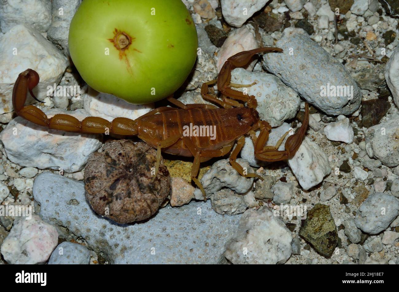 Antillen-Rindenskorpion, antillan bark scorpion, Centruroides testaceus, Curacao Stock Photo